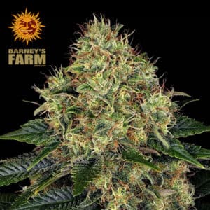 Skywalker OG Autoflower By Barney's Farm Usa