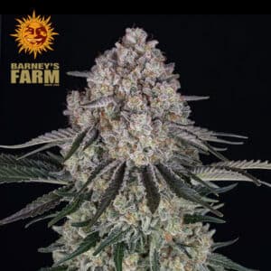 Sour Diesel Autoflower By Barney's Farm Usa