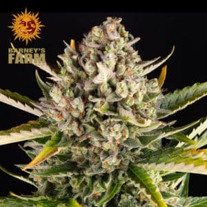 Strawberry Cheesecake Autoflower By Barney's Farm Usa