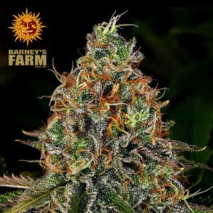 Tangerine Dream Autoflower By Barney's Farm Usa