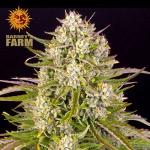 Wedding Cake Autoflower By Barney's Farm Usa