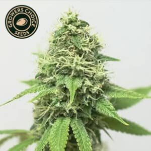 Acapulco Gold Feminized By Growers Choice Seeds
