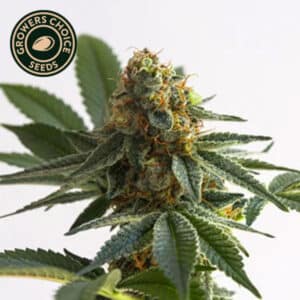 Alaska Thunderfuck Autoflower By Growers Choice Seeds