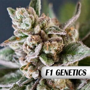 Alien Rock Candy F1 Photo Fem