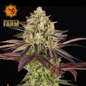 Apple Fritter Feminized By Barney's Farm Usa