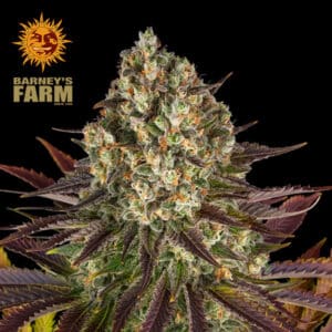 Biscotti Feminized By Barney's Farm Usa