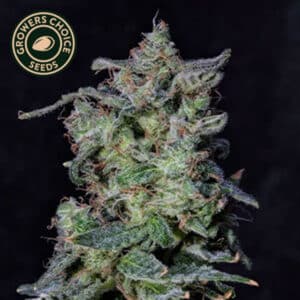 Black Cherry Punch Feminized By Growers Choice Seeds