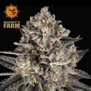 Blue Dream Feminized By Barney's Farm Usa