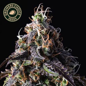 Blue Dream Feminized By Growers Choice Seeds