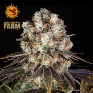 Bruce Banner Feminized By Barney's Farm Usa