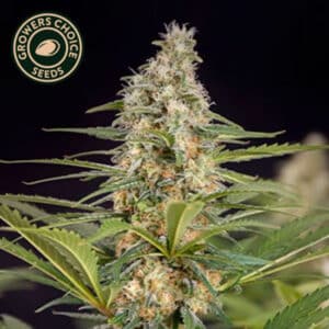 Bruce Banner Feminized By Growers Choice Seeds