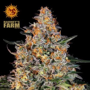 Bubba Kush Feminized By Barney's Farm Usa