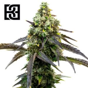 Cafe Racer Feminized By Blimburn Seeds Bank