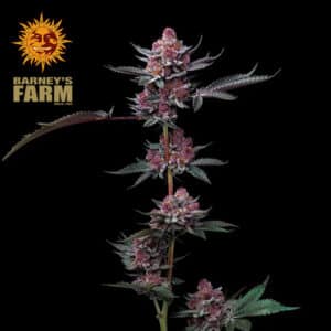 Cherry Poppers Feminized By Barney's Farm Usa