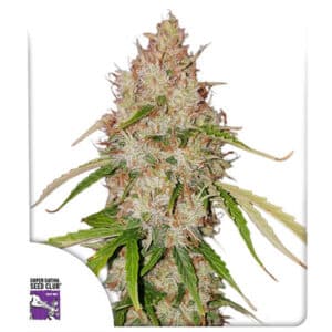 Creeper Autoflower By Super Sativa Seed Club