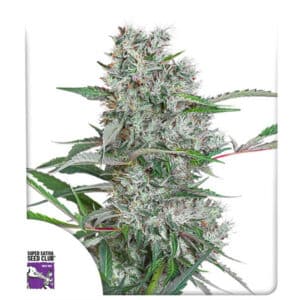 Creeper Regular By Super Sativa Seed Club