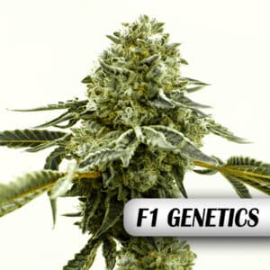 Critical 47 F1 Photo Fem