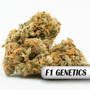 Critical F1 Photo Fem