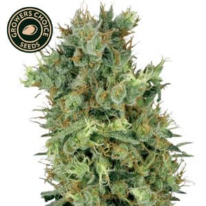 Diesel Feminized By Growers Choice Seeds