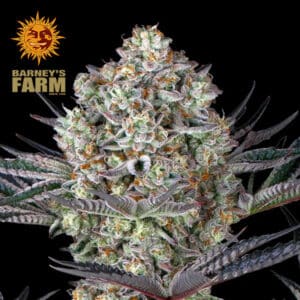 Dos Si Dos 33 Feminized By Barney's Farm Usa