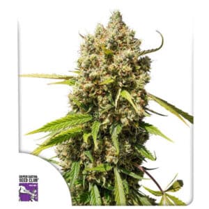 Elephant Autoflower By Super Sativa Seed Club