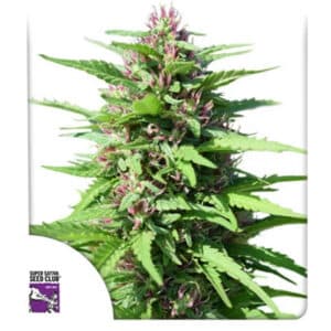 Friesland Regular By Super Sativa Seed Club
