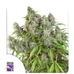 Frosty Friday Regular By Super Sativa Seed Club