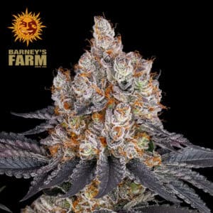 Gelato Feminized By Barney's Farm Usa