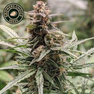 Girl Scout Cookies Feminized By Growers Choice Seeds