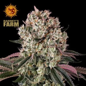 Glookies Feminized By Barney's Farm Usa