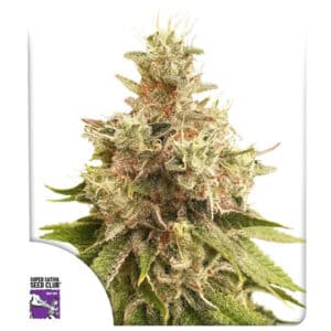 Golden Apple Haze Regular By Super Sativa Seed Club