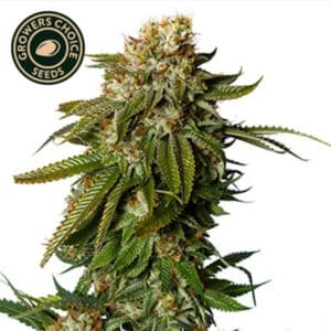 Gorilla Glue #4 Autoflower By Growers Choice Seeds