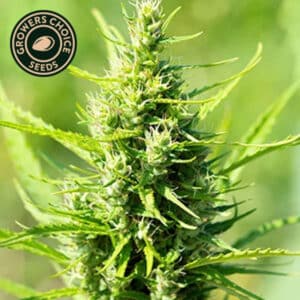 Gorilla Glue Feminized By Growers Choice Seeds