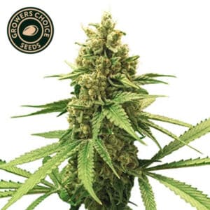 Gorilla Glue (GG1) Autoflower By Growers Choice Seeds