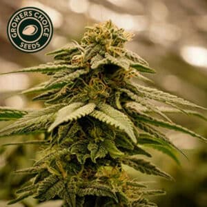 Ice Cream Feminized By Growers Choice Seeds