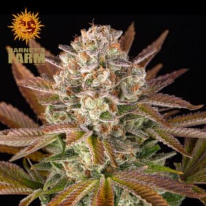 Jealousy Feminized By Barney's Farm Usa