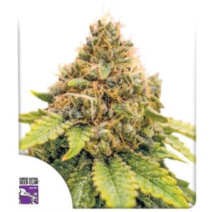 Karel's Dank Regular By Super Sativa Seed Club