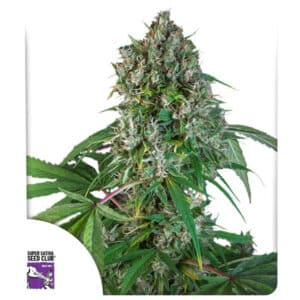 Karel's Herer Haze Regular By Super Sativa Seed Club
