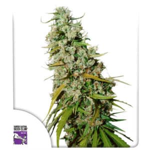 Kees' Old School Haze Regular By Super Sativa Seed Club