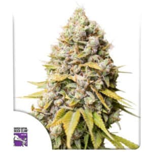 Kosher Haze Feminized By Super Sativa Seed Club