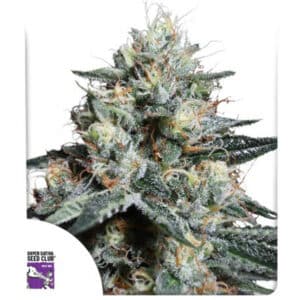 Lava Freeze Feminized By Super Sativa Seed Club