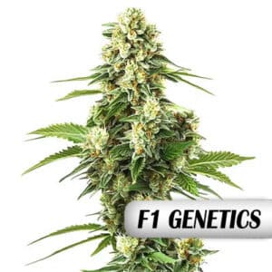 Lemon Kush F1 Photo Fem