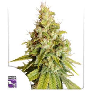 Lemon OG Feminized By Super Sativa Seed Club
