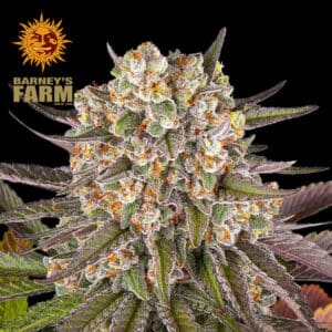 Limoncello Feminized By Barney's Farm Usa