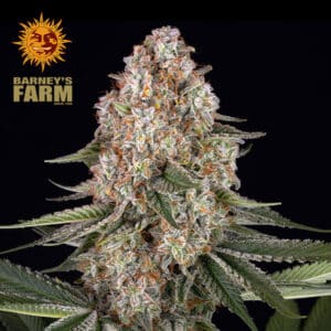 Mendo Breath Feminized By Barney's Farm Usa