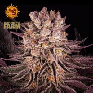 Mimosa x Orange Punch Feminized By Barney's Farm Usa