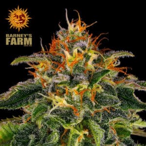 Moby Dick Feminized By Barney's Farm Usa