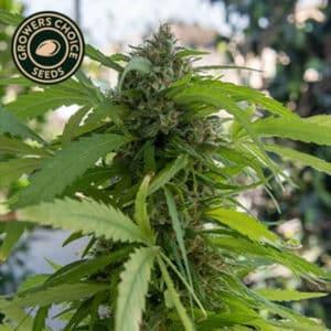 Northern Lights Autoflower By Growers Choice Seeds