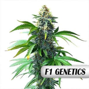 OG Kush F1 Photo Fem