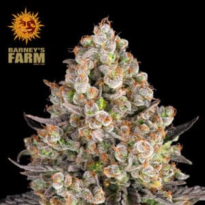 OG Kush Feminized By Barney's Farm Usa